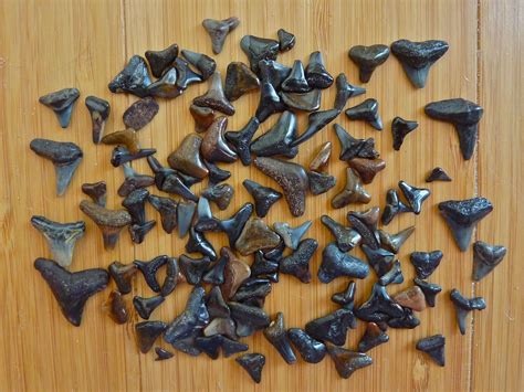 where to buy sharks teeth.